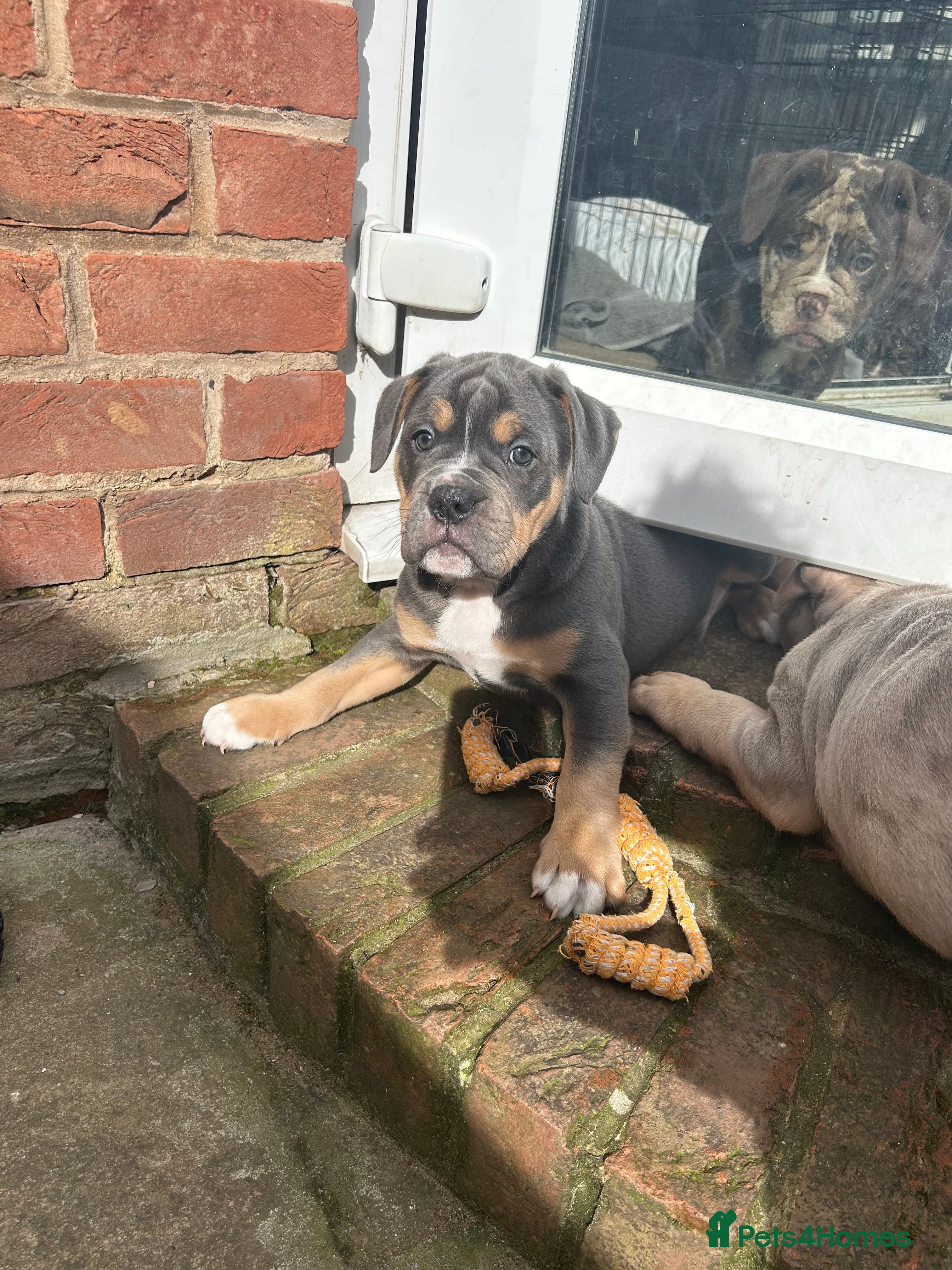 Olde English Bulldogge dogs 🔥Olde English bulldog puppies ready 2 leave🔥 - Advert 3