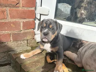 Olde English Bulldogge dogs 🔥Olde English bulldog puppies ready 2 leave🔥 - Advert 3