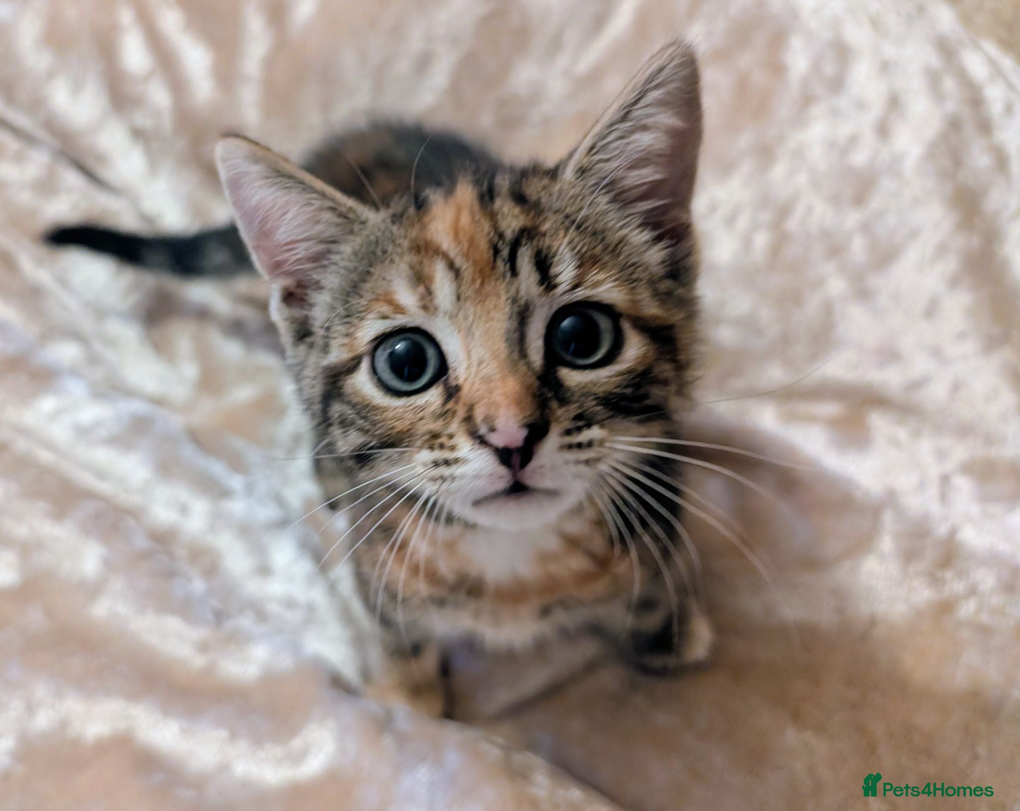 Mixed Breed cats Stunning litter of kittens - Advert 1