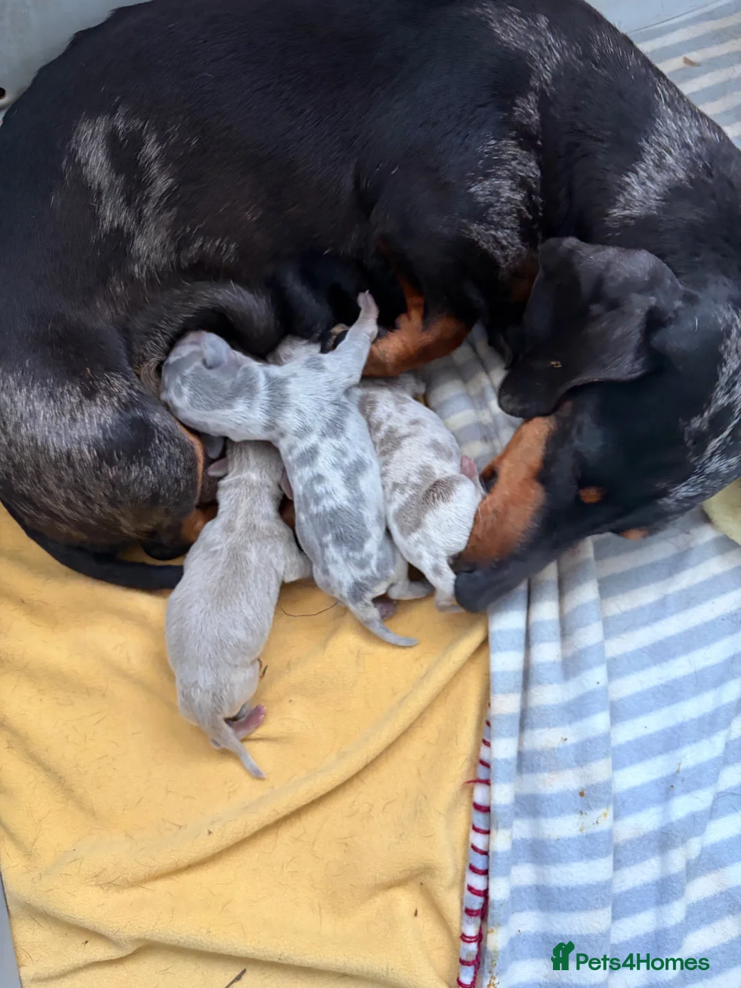 Miniature Dachshund dogs for sale: Mini Dachshunds  - Advert 1