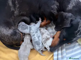 Miniature Dachshund dogs Mini Dachshunds - Advert 14