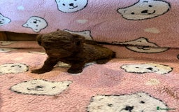Toy Poodle dogs for sale: Exquisite Toy Poodle pups - Health tested parents - Image 9