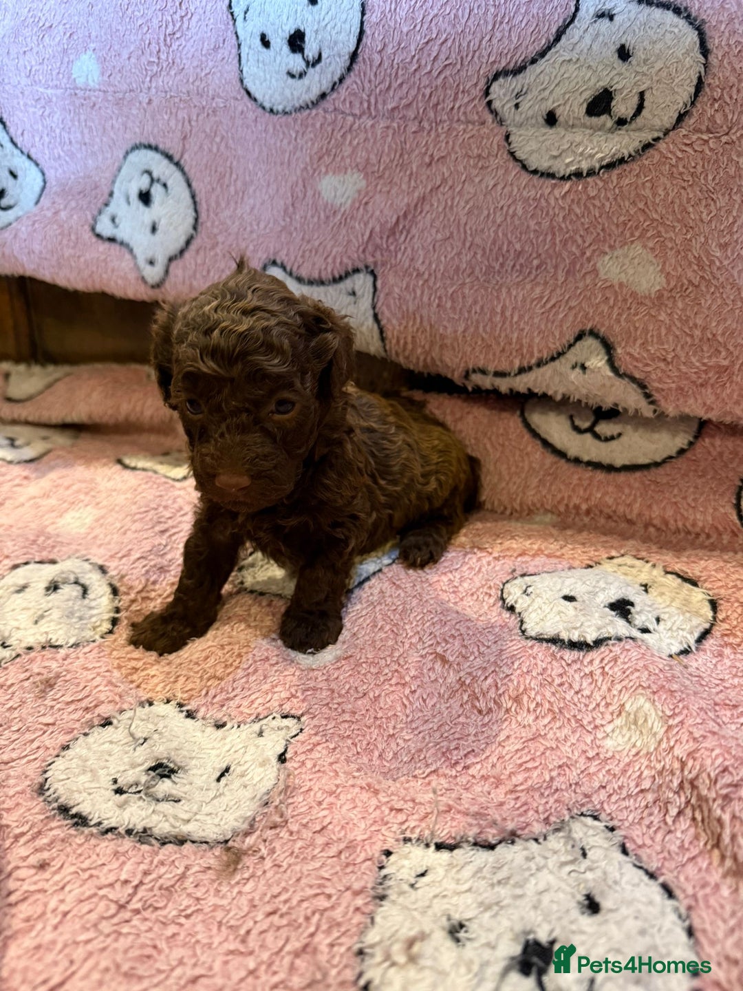 Toy Poodle dogs for sale: Exquisite Toy Poodle pups - Health tested parents - Image 9
