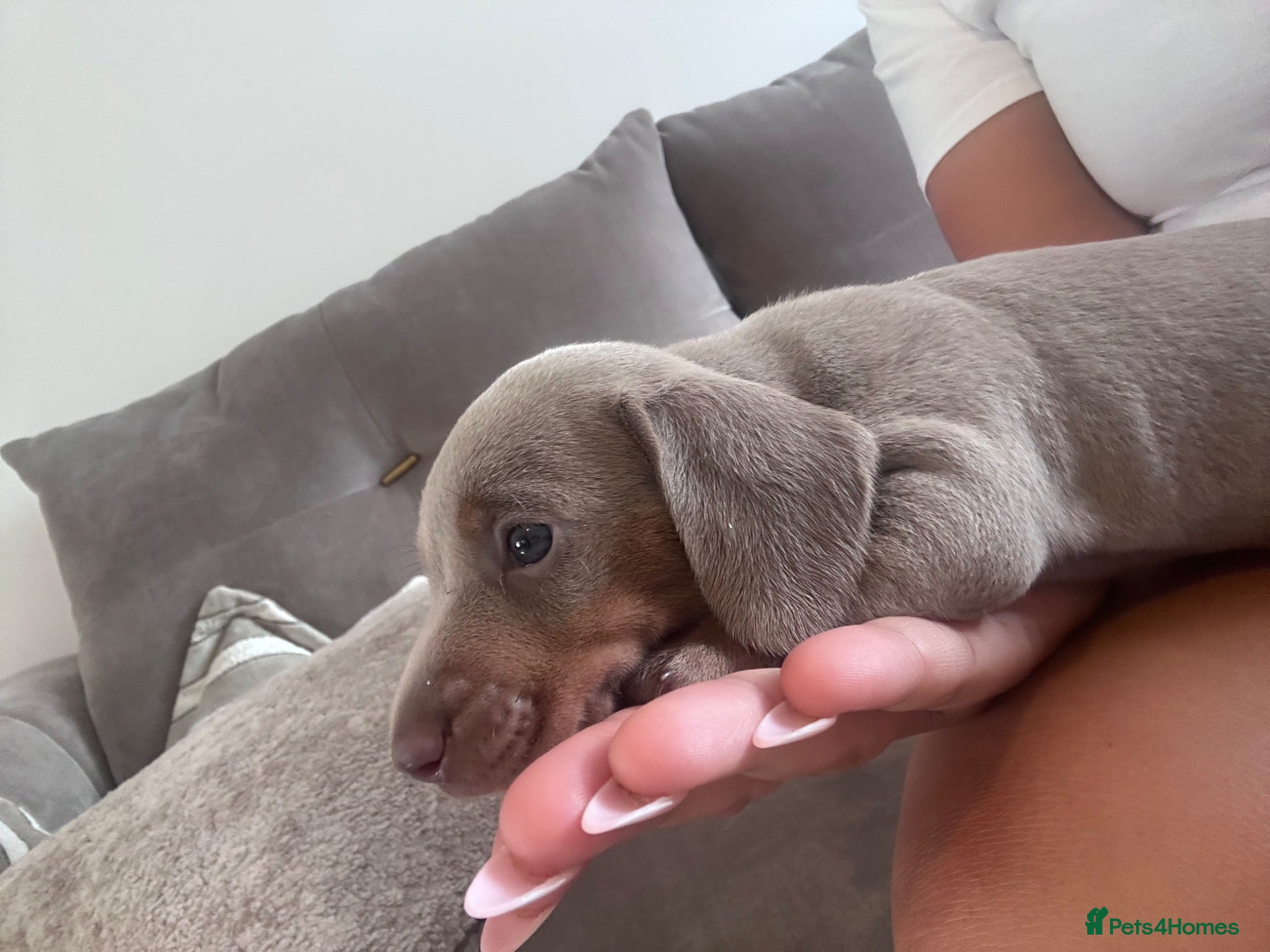 Miniature Dachshund dogs for sale: Little sister and brother 💙❤️  - Advert 1