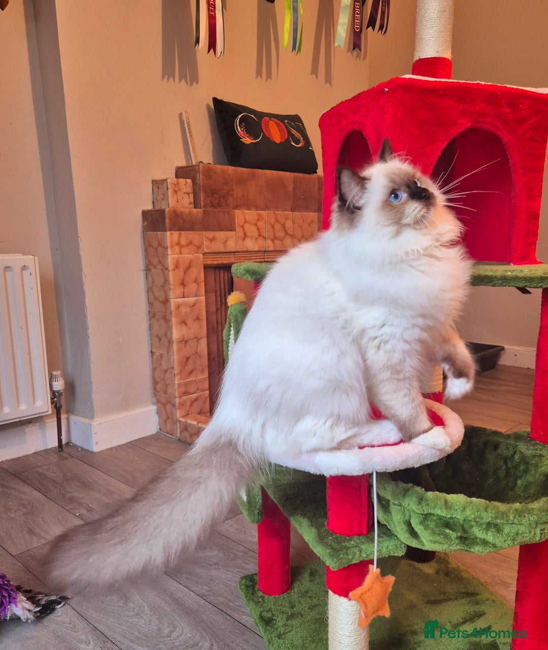Ragdoll cats for sale: Ragdoll male kitten gccf active - Advert 12