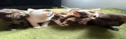 Aegean cats for sale: Aegeans kittens are looking for forever home ❤️ - Advert 24