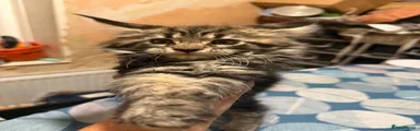 Maine Coon 4