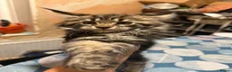 Maine Coon cats for sale: Stunning TICA registered Maine coon kittens 4 left in Doncaster - Advert 8