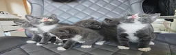 Mixed Breed cats for sale: Grey & white kittens * stunning  - Advert 7