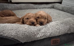Cockapoo dogs for sale: Beautiful F1 Cavapoo pups  - Image 2