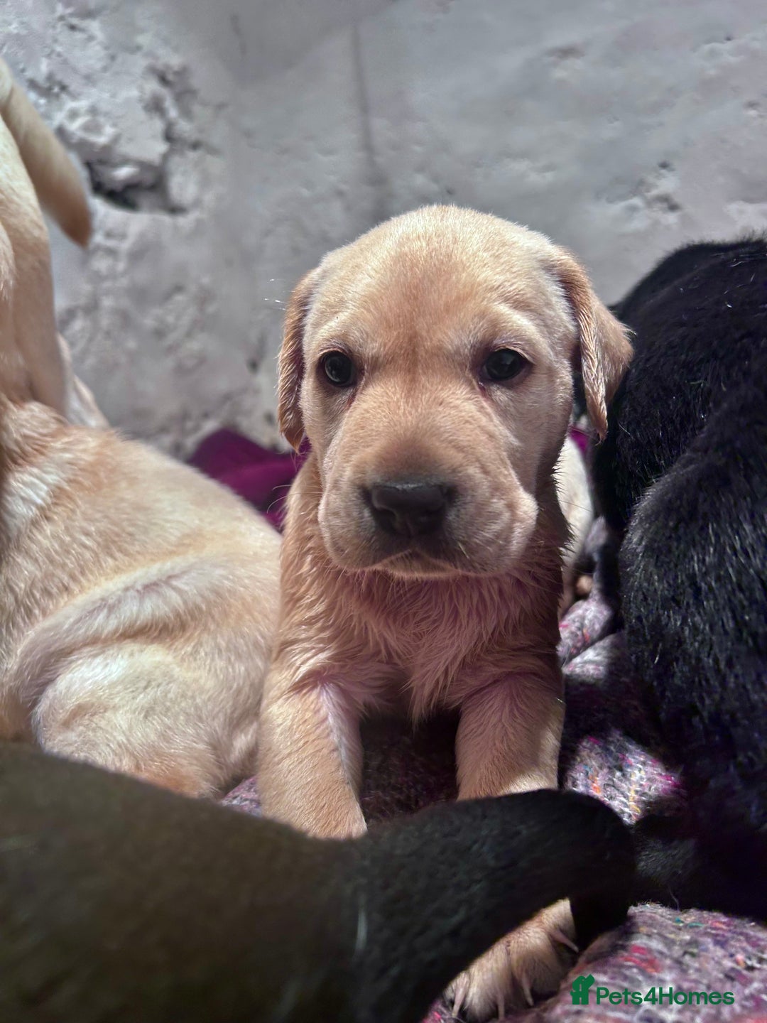 Labrador Retriever dogs for sale: Beautiful KC Reg Lab Pups - Advert 23