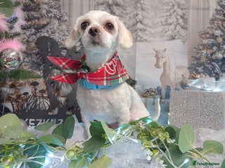 Malshi dogs 11 months old MALSHI PUPPY (FEMALE) - Advert 1