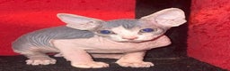 Mixed Breed cats for sale: Sphynx mixed with American curl - Advert 12