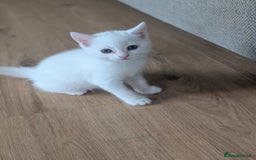 Domestic Shorthair cats for sale: Beautiful litter of kittens 2 male one female  - Image 6