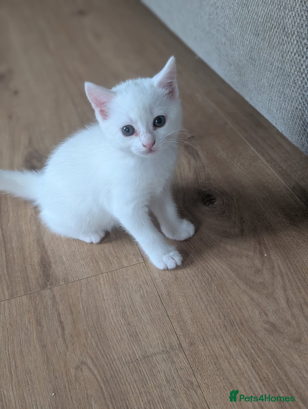 Domestic Shorthair cats for sale: Beautiful litter of kittens 2 male one female  - Image 6