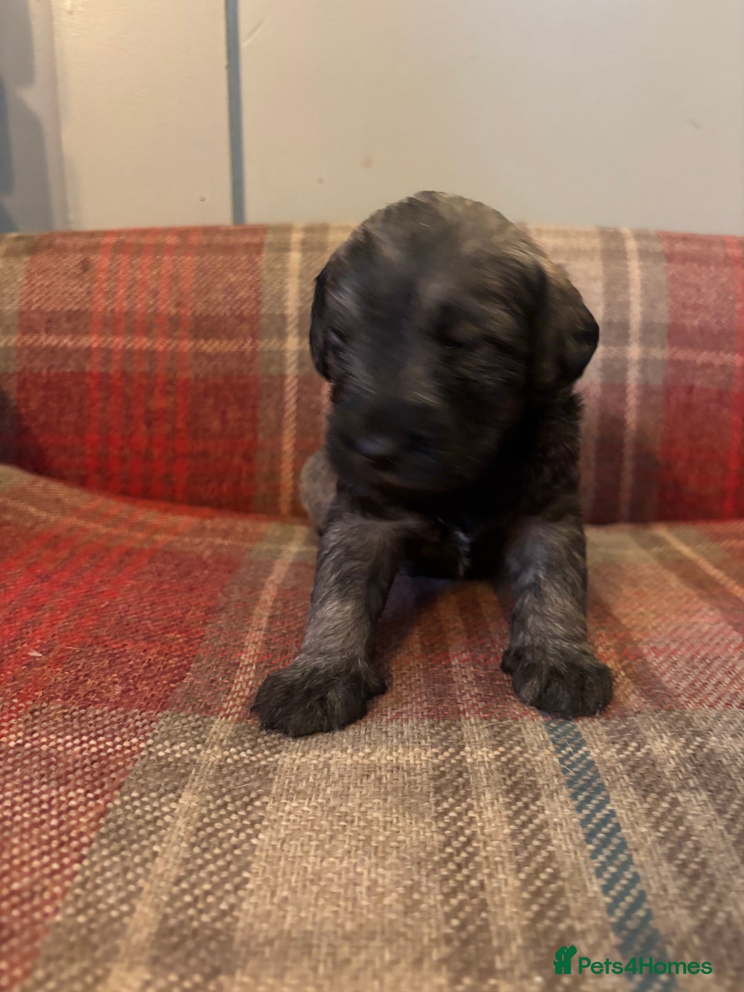 Schnoodle dogs for sale: Beautiful Schnoodle Puppies KC Reg Parents!!  - Image 18