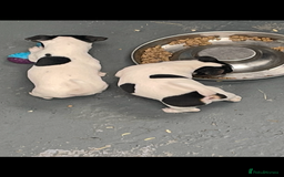 Jack Russell dogs for sale: Pure Jack Russell Puppies for sale  - Image 14