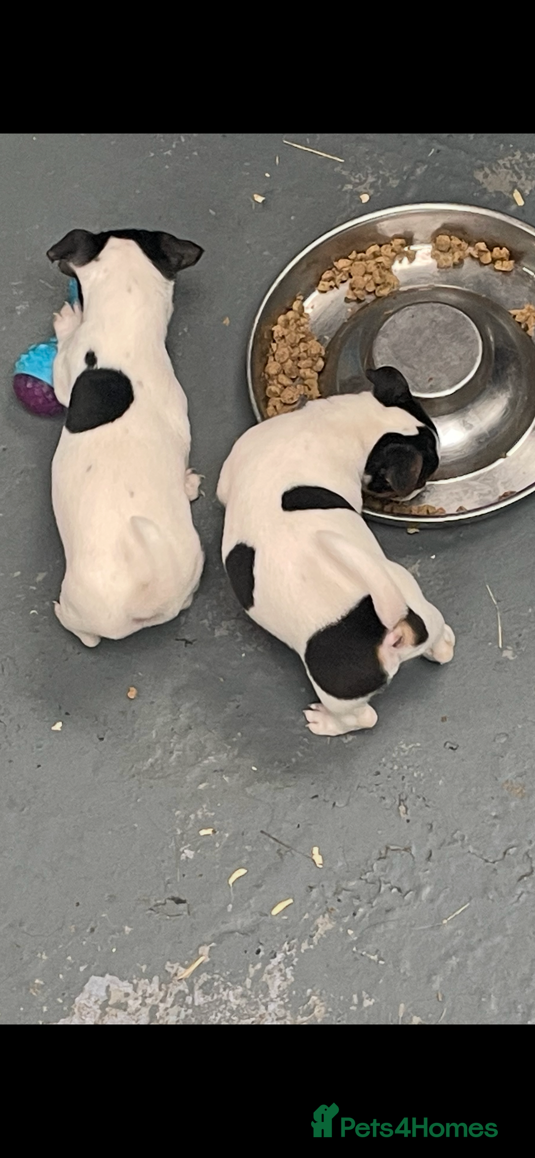 Jack Russell dogs for sale: Pure Jack Russell Puppies for sale  - Image 14