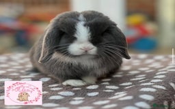 Mini Lop rabbits for sale: Vaccinated Purebred Minilops  - Image 2