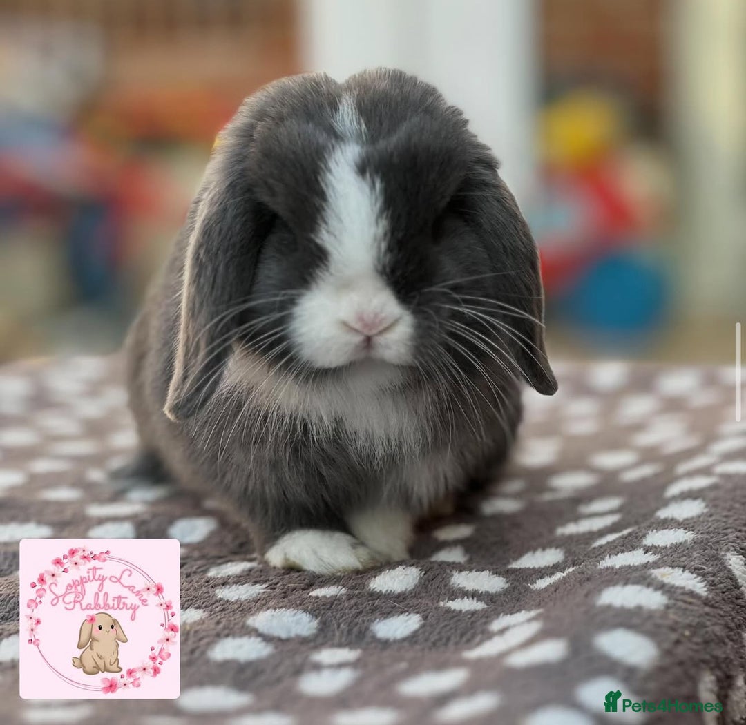 Mini Lop rabbits for sale: Vaccinated Purebred Minilops  - Image 2