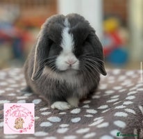 Mini Lop rabbits - Advert 14