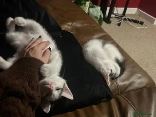 Ragdoll cats Last two dramatically reduced half Ragdoll kitten - Advert 14