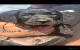 Labrador Retriever dogs for sale: Labrador pups for sale - Image 13