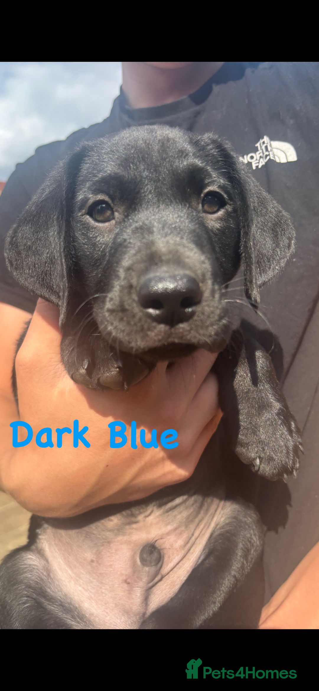 Labrador Retriever dogs for sale: Labrador pups for sale - Image 13