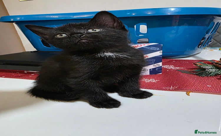 Bombay cats Black kitten - Advert 1