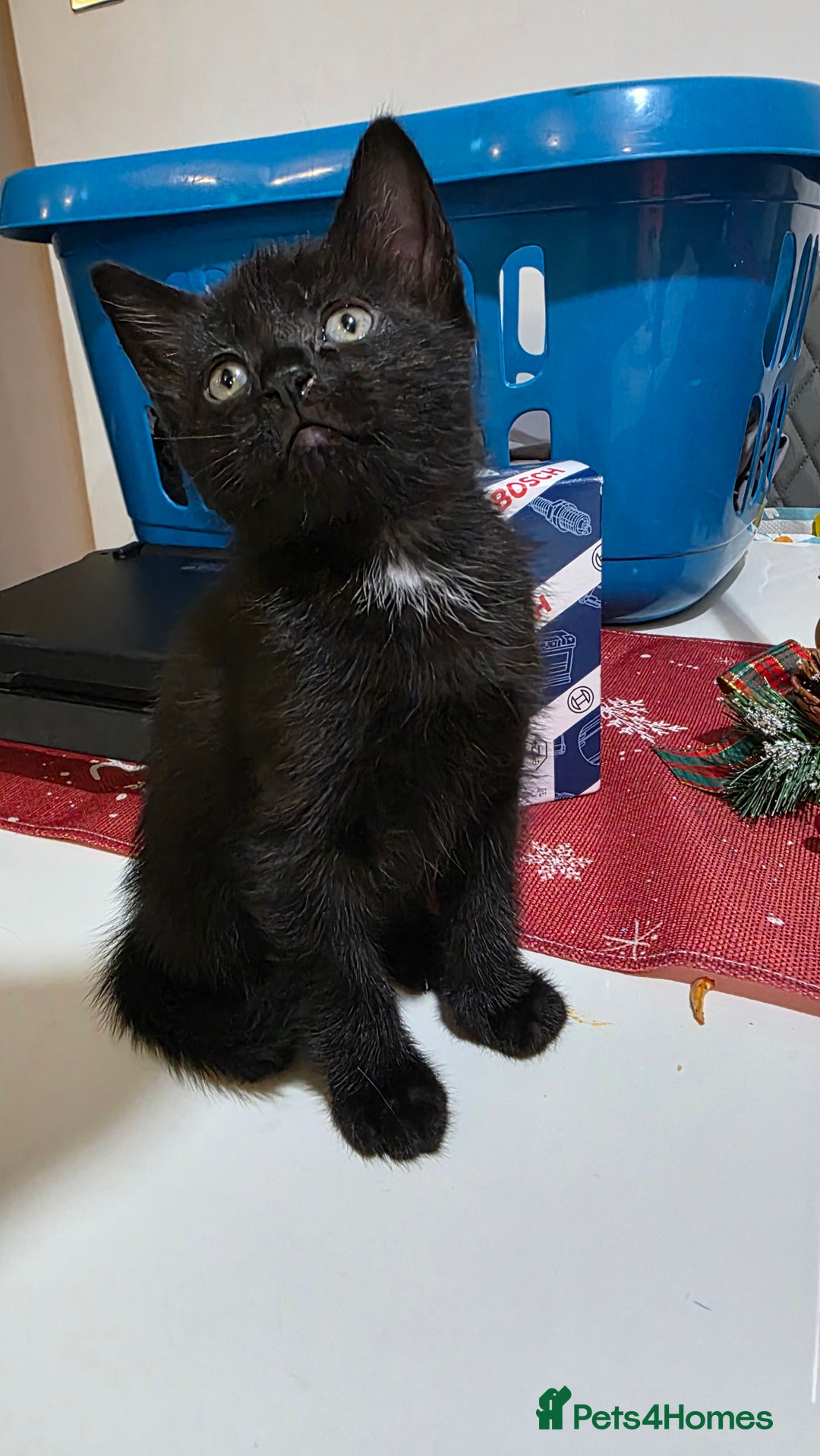 Bombay cats for sale: Black kitten - Advert 1