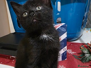 Bombay cats Black kitten - Advert 1