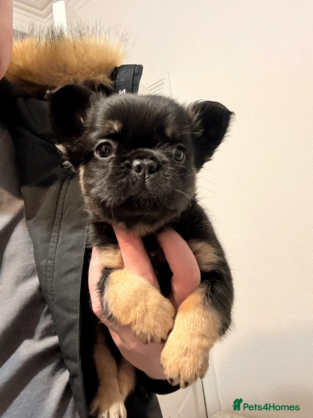 French Bulldog dogs for sale: Reduced 1 Female visual fluffy - Ready now - Advert 16