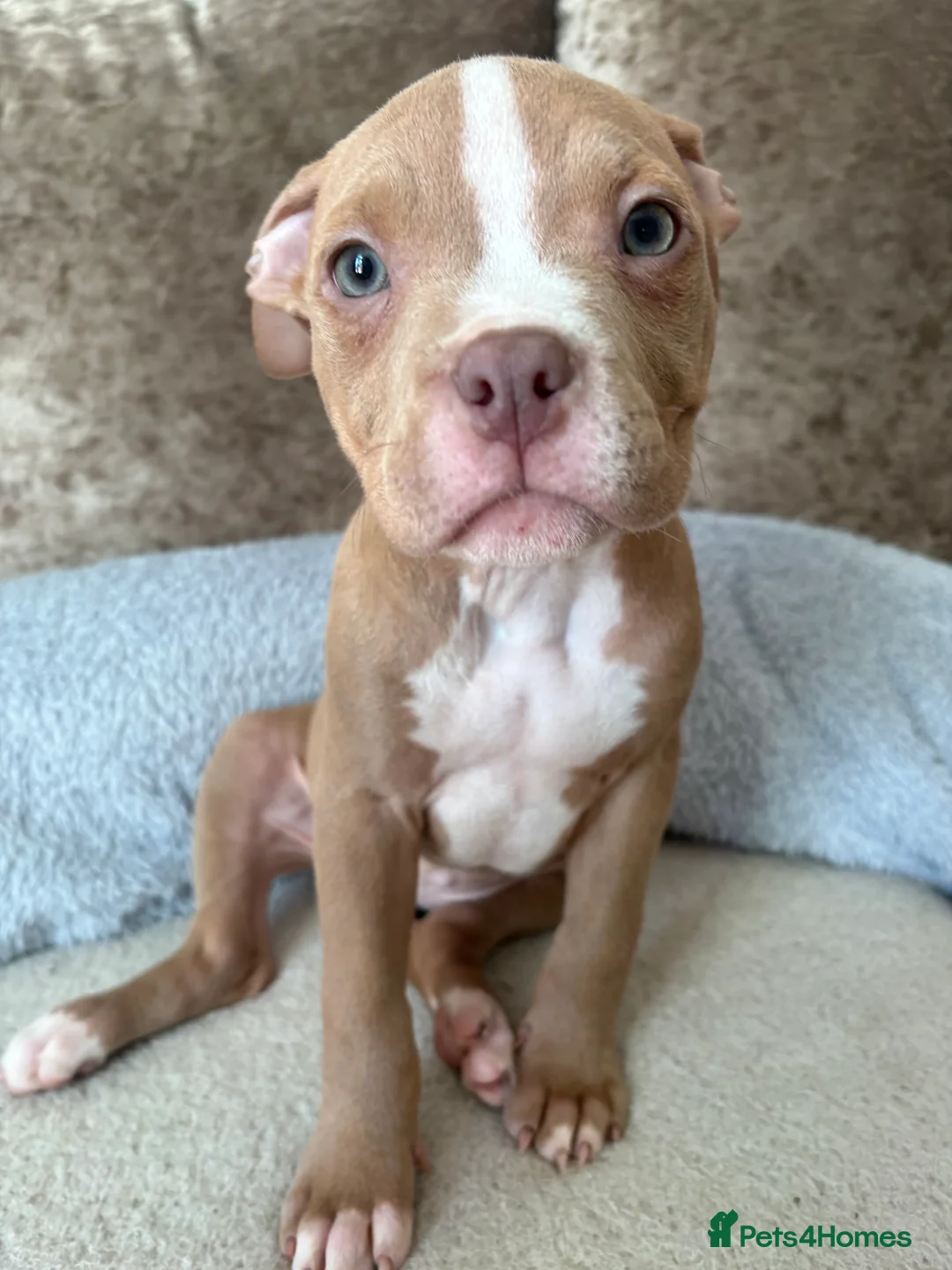 Mixed Breed dogs for sale: *READY NOW* Tri Pocket bully x Staffy Puppies  - Advert 2