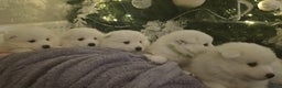 Samoyed dogs for sale: Adorable 6 Samoyed Puppies Waiting Forever Homes - Advert 14