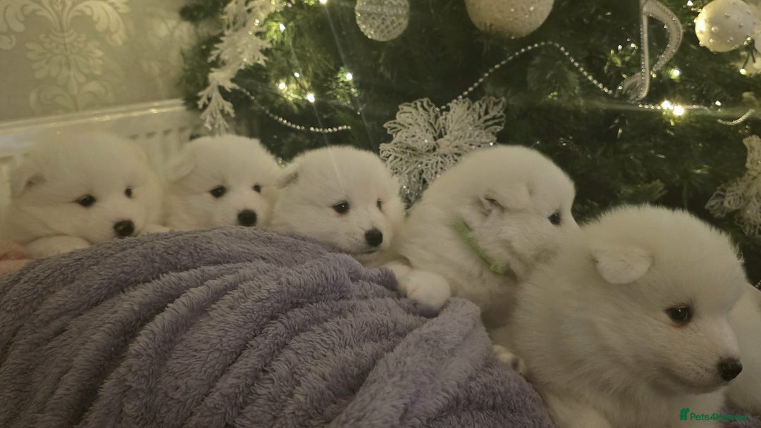 Samoyed dogs for sale: Adorable 6 Samoyed Puppies Waiting Forever Homes - Advert 14