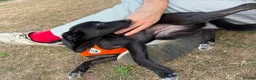 Mixed Breed dogs for adoption: Violet for adoption in Southend-on-Sea - Advert 10