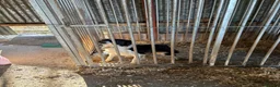 Border Collie dogs for sale: Male border collie  in Edinburgh - Advert 9