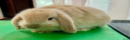 Mini Lop rabbits for sale: Beautiful coloured Mini Lops - Advert 7