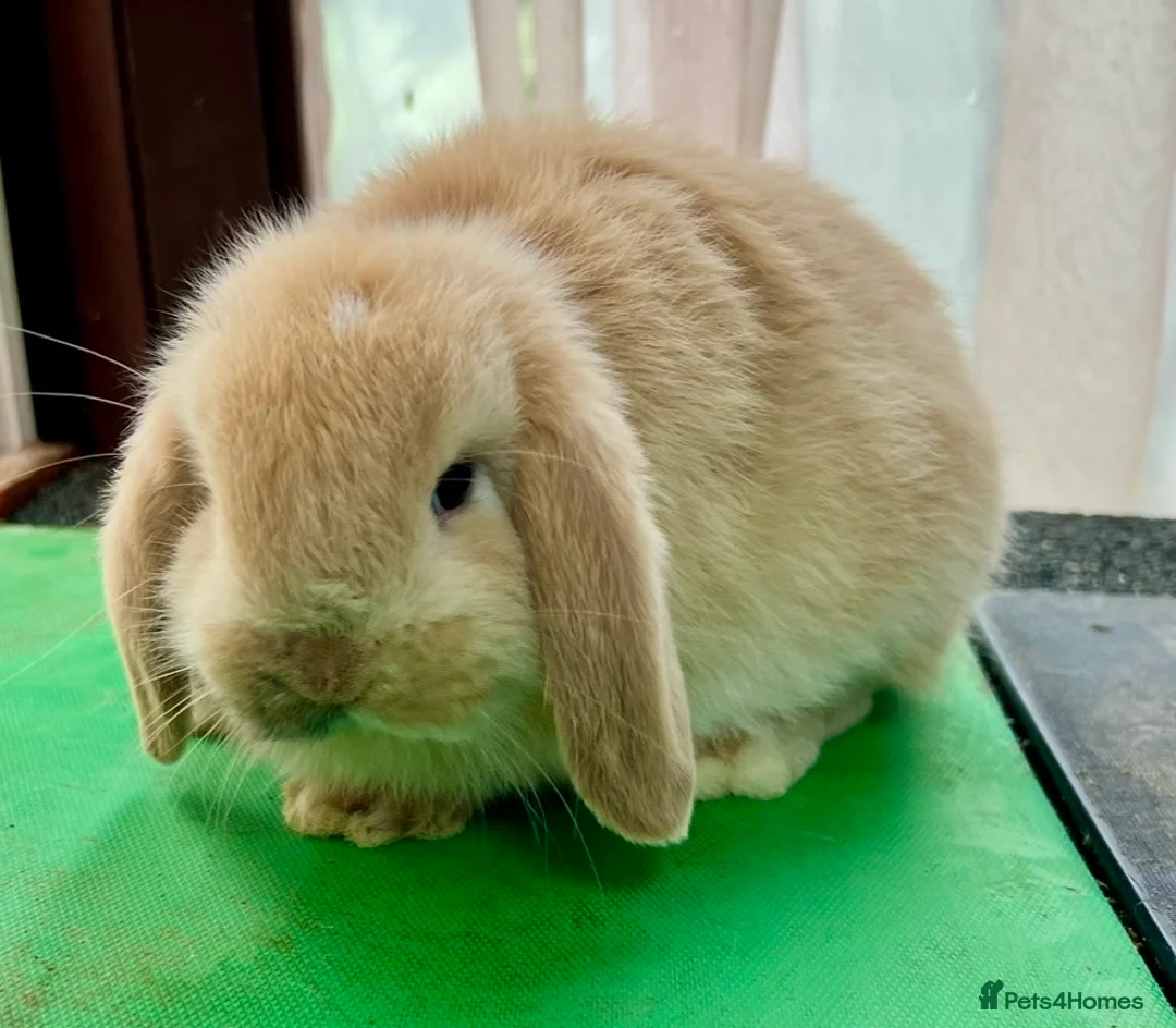 Mini Lop rabbits for sale: Beautiful coloured Mini Lops - Advert 7