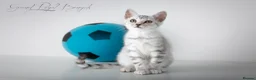 Bengal cats for sale: Rare Silver Bengal Kittens – Boy & Girl Available - Advert 28