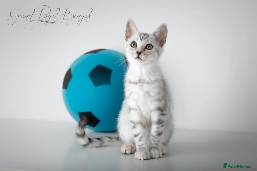 Bengal cats for sale: Rare Silver Bengal Kittens – Boy & Girl Available - Advert 35