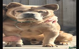 Mixed Breed dogs for stud: French chow for stud - Image 3