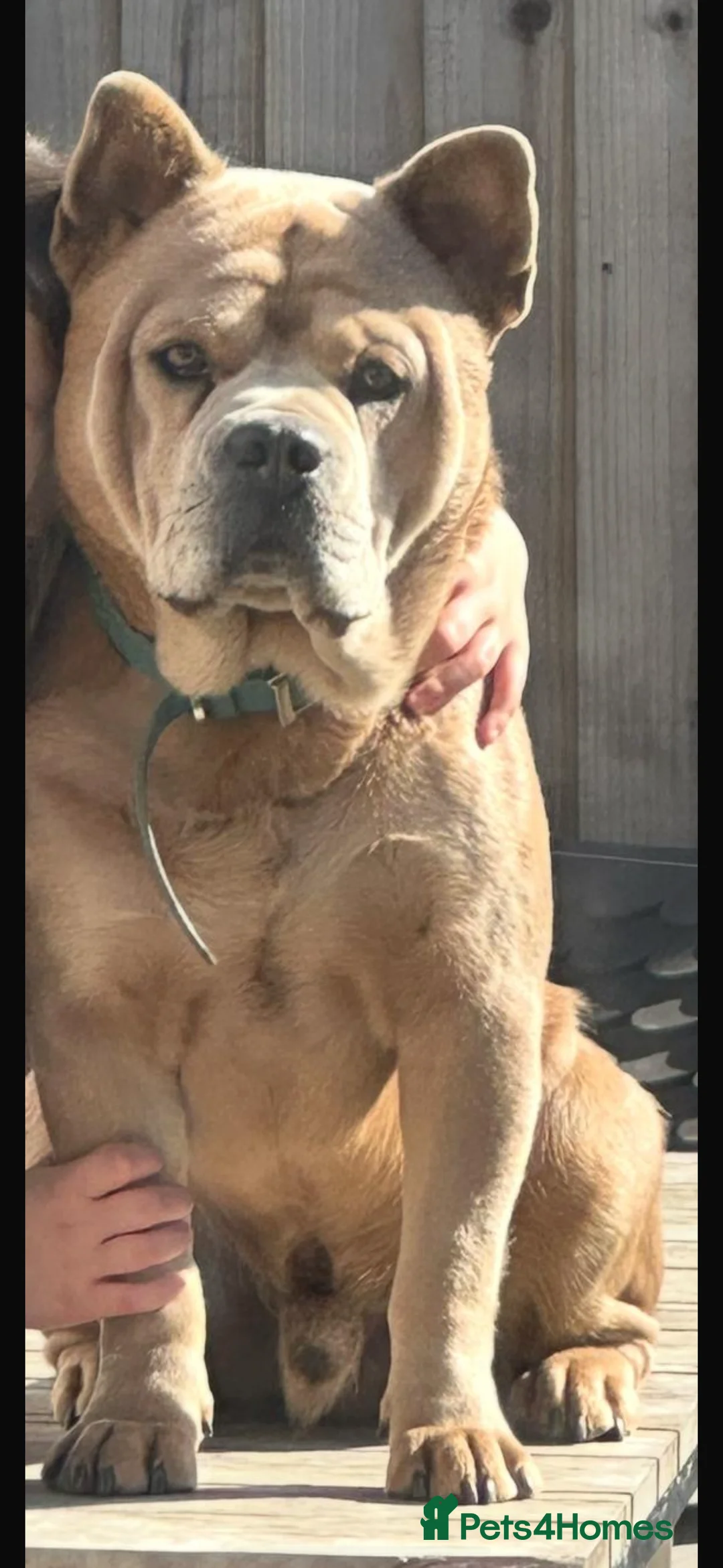 Mixed Breed dogs for stud: French chow for stud - Advert 3