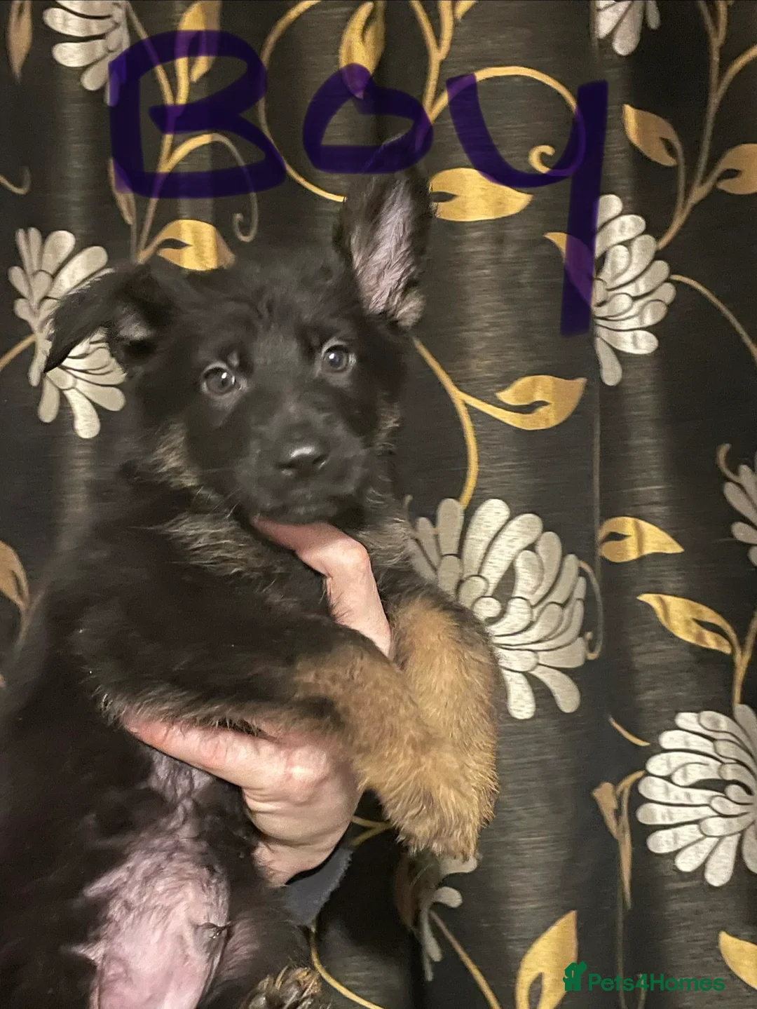 German Shepherd dogs for sale: German shepherd puppies ready now  in Sheffield - Advert 7