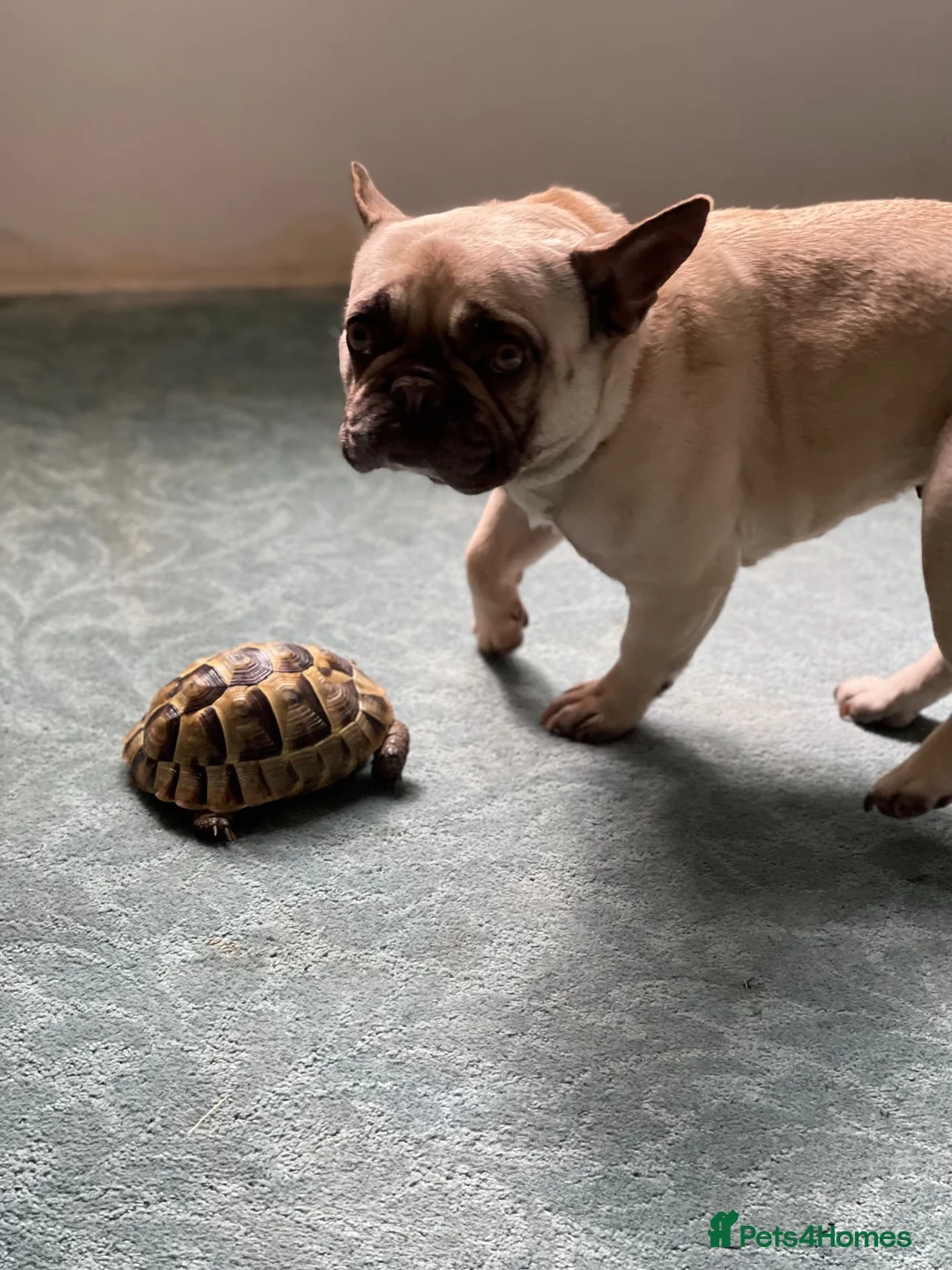 French Bulldog dogs for sale: Maisie - Frenchie approx 10yo -  **   in Braunton - Advert 2