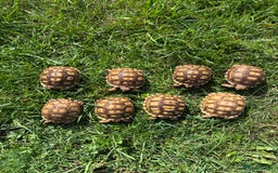Tortoise reptiles for sale: Sulcata Hatchlings  - Image 10