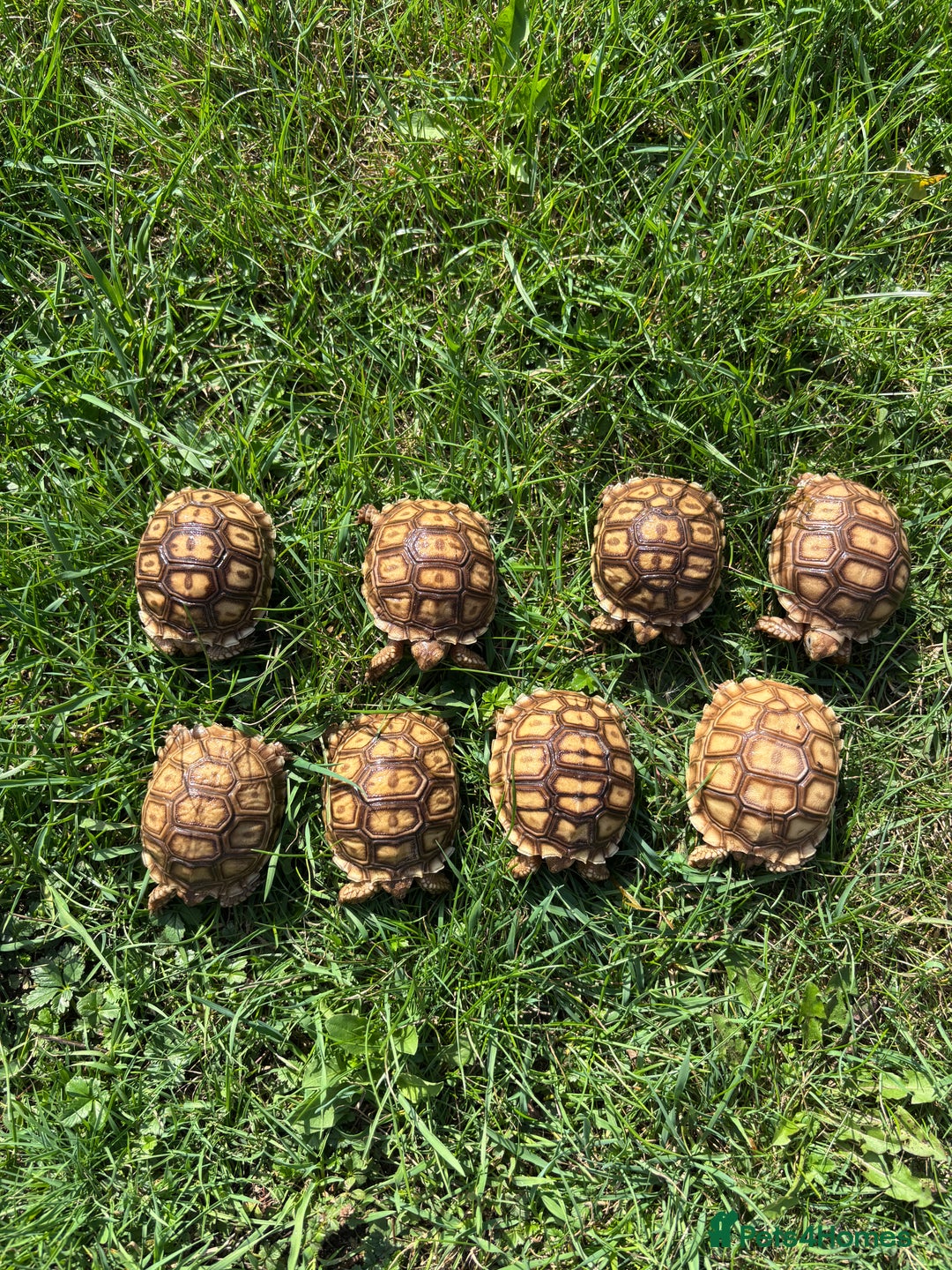 Tortoise reptiles for sale: Sulcata Hatchlings  - Image 10