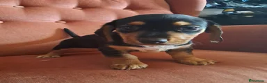 Jackshund 1 - black and tan with white on paws