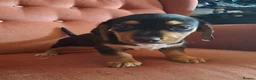 Jackshund dogs for sale: Miniature dachshund x miniature jack russell pups - Advert 10