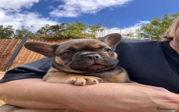 French Bulldog dogs for sale: French Bulldog Puppy 3 - QUALITY PUPPIES READY NOW, health tested parents  - Image 12